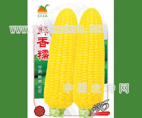 鲜香糯